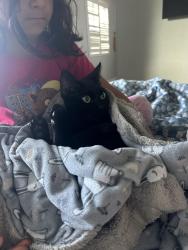 Lost Female Cat last seen Donaldson Way , American Canyon, CA 94503