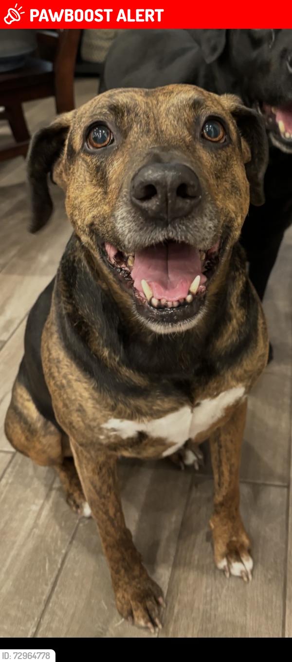 Lost Female Dog last seen Tyrell Heights Drive, Sophia Forest, Standard Road, Montgomery County, TX 77354