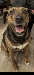 Lost Female Dog last seen Tyrell Heights Drive, Sophia Forest, Standard Road, Montgomery County, TX 77354