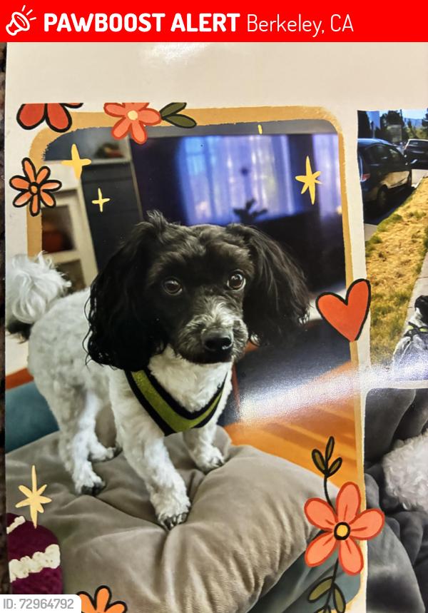 Lost Male Dog last seen s gas station on university , Berkeley, CA 94702