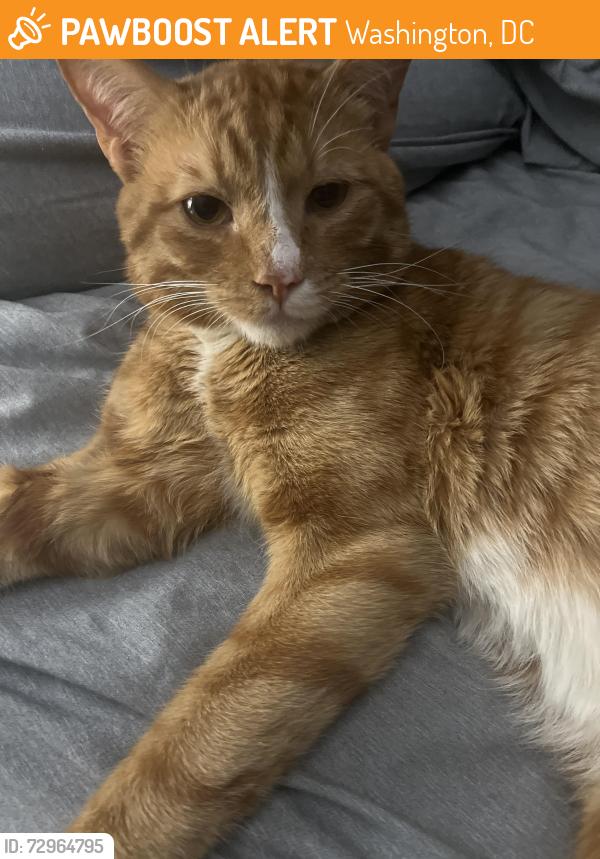 Found/Stray Male Cat last seen kansas and sheridan , Washington, DC 20011
