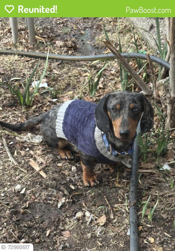 Reunited Male Dog last seen Near desert garden LN sw, Albuquerque, NM 87105