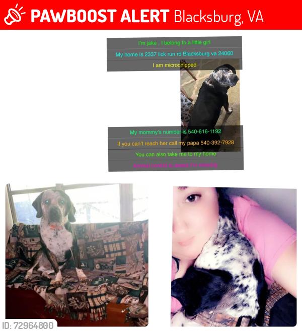 Lost Male Dog last seen Mash run rd Blacksburg va, Blacksburg, VA 24060