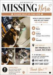 Lost Female Cat last seen School st , Lowell, MA 01851