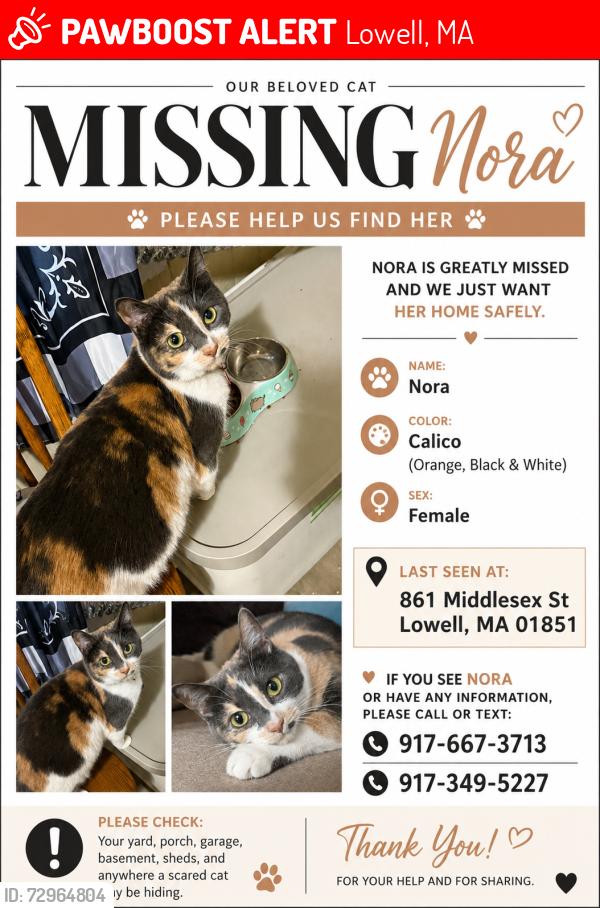Lost Female Cat last seen School st , Lowell, MA 01851