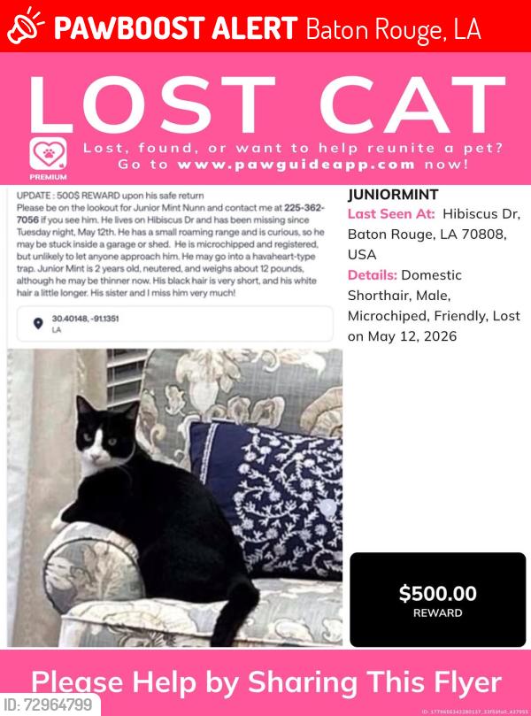 Lost Male Cat last seen Hibiscus Drive and Columbine 70808 Pollard ests, Baton Rouge, LA 70808