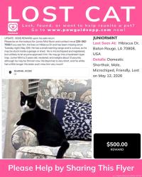Lost Male Cat last seen Hibiscus Drive and Columbine 70808 Pollard ests, Baton Rouge, LA 70808