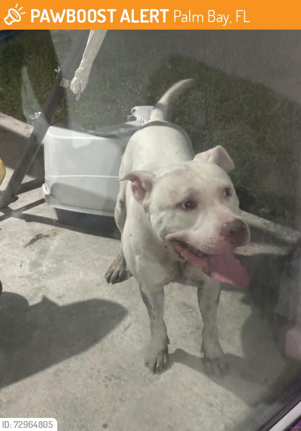 Found/Stray Unknown Dog last seen Fairbanks street and Olympia, Palm Bay, FL 32908