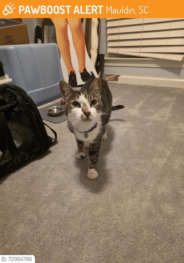 Found/Stray Female Cat last seen Hill Lane and Bethel Dr in Mauldin , Mauldin, SC 29662