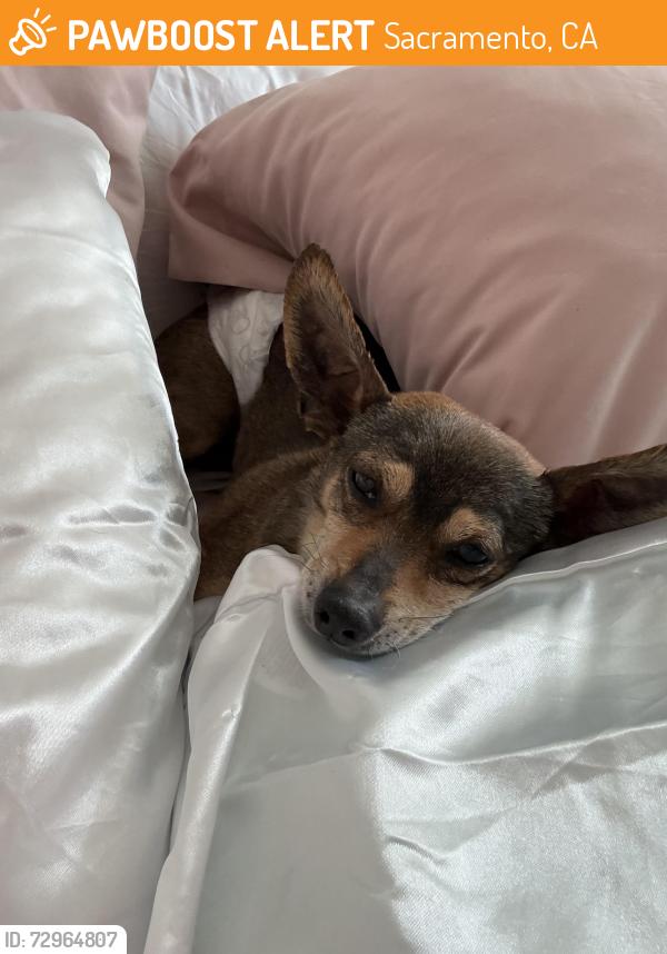 Found/Stray Male Dog last seen East commerce way, Sacramento, CA 95834