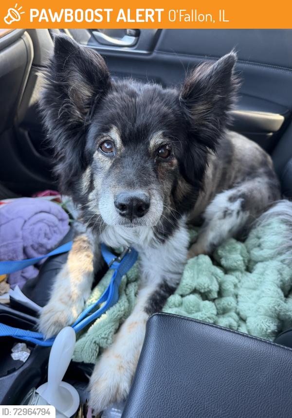 Found/Stray Female Dog last seen Bristlecone Dr, O’Fallon iL, O'Fallon, IL 62269