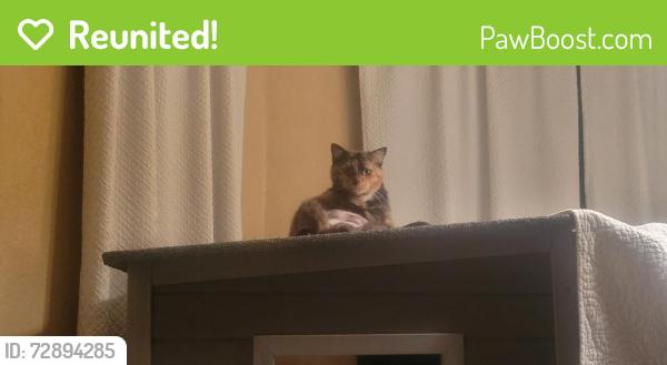 Reunited Female Cat last seen Hallmark st palm bay fl, Palm Bay, FL 32909