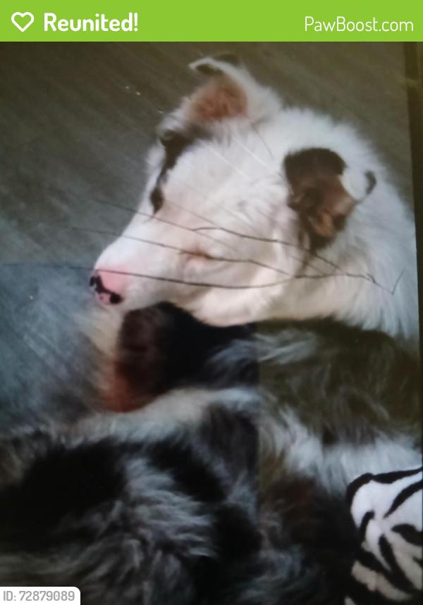 Reunited Male Dog last seen 10th street and houlgin st, Lancaster, CA 93534