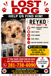 Lost Male Dog last seen Keep st, Linden, NJ 07036