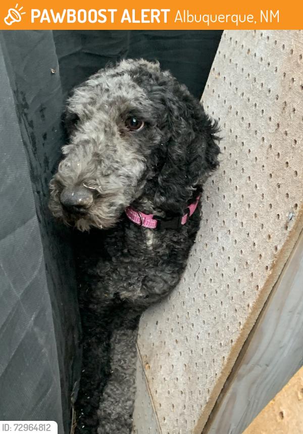 Found/Stray Unknown Dog last seen 2nd and Candelaria NW, Albuquerque, NM 87107