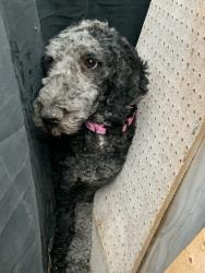 Found/Stray Unknown Dog last seen 2nd and Candelaria NW, Albuquerque, NM 87107