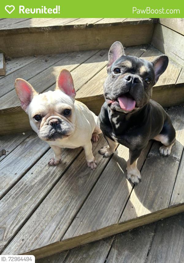 Reunited Female Dog last seen Menominee & Grosvenor, Colerain Township, OH 45251