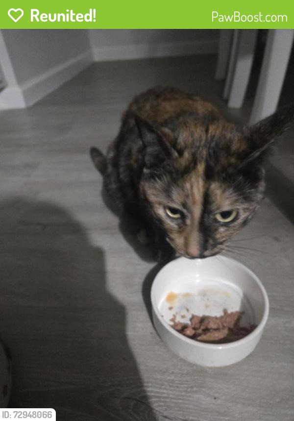 Reunited Female Cat last seen Gates and Stiglemeier, Buffalo, NY 14212