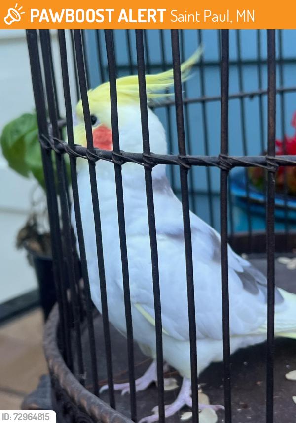 Found/Stray Unknown Bird last seen Cherokee Ave & Baker, Saint Paul, MN 55107