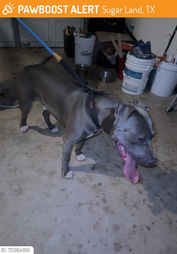 Found/Stray Male Dog last seen Dulles Avenue - Oyster Creek Trail , Sugar Land, TX 77478