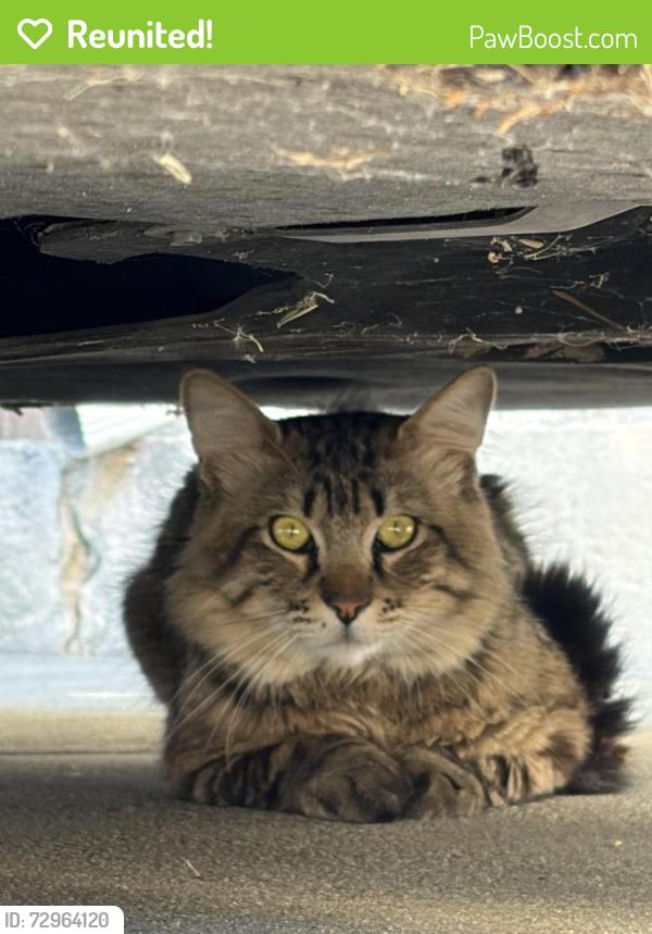 Reunited Unknown Cat last seen Olympic and Masselin , Los Angeles, CA 90036