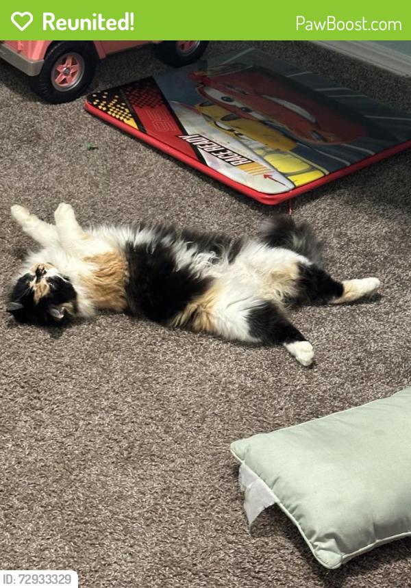 Reunited Female Cat last seen 91st and Aspen , Broken Arrow, OK 74012