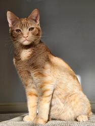Lost Male Cat last seen Willamette falls hosp , Oregon City, OR 97045