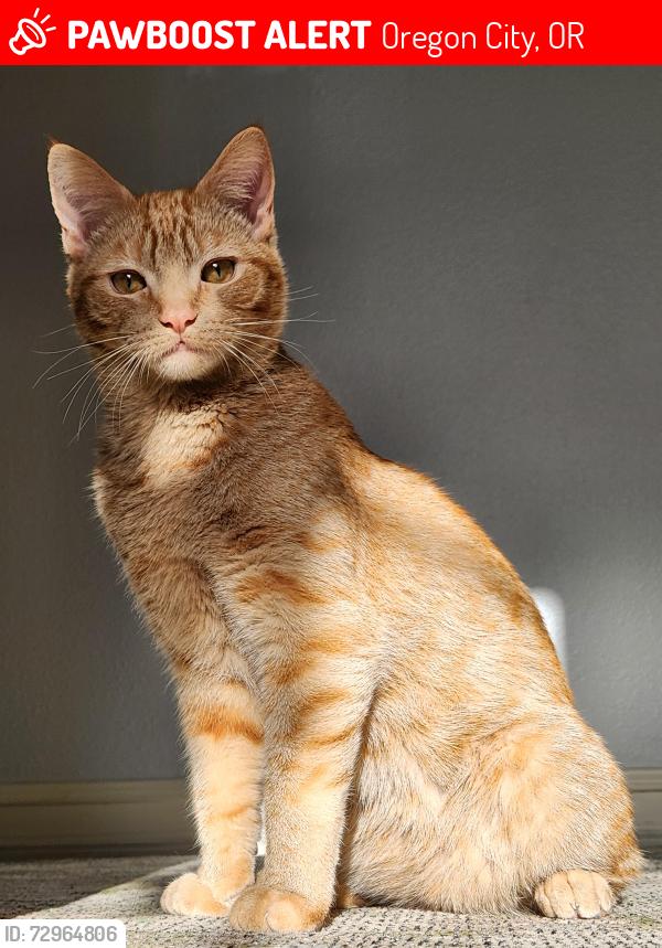 Lost Male Cat last seen Willamette falls hosp , Oregon City, OR 97045
