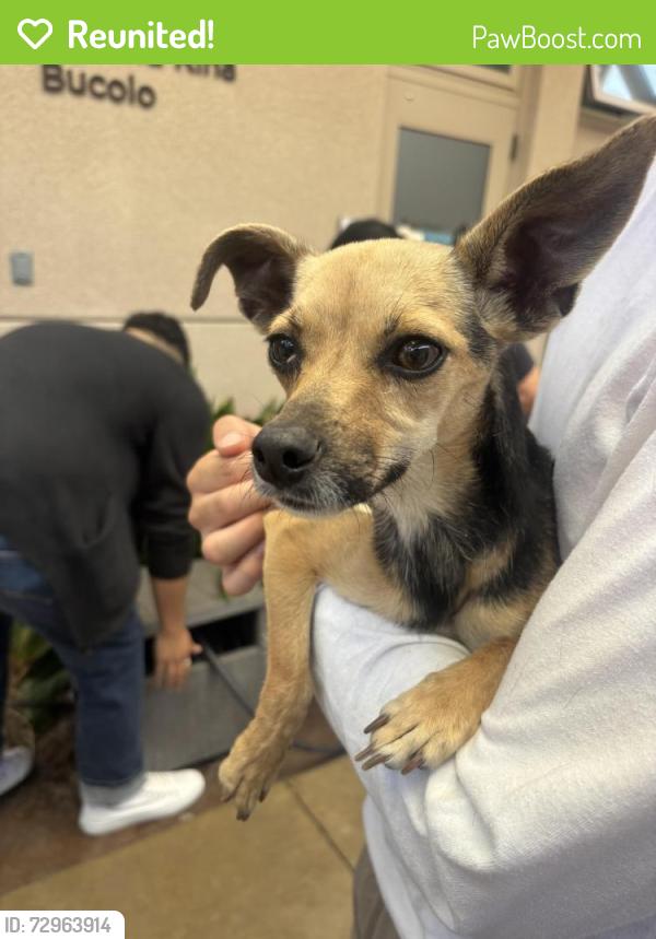 Reunited Female Dog last seen Market street on ramp of the 805, San Diego, CA 92102