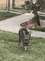 Found/Stray Unknown Cat last seen Near Beale Park , Bakersfield, CA 93304
