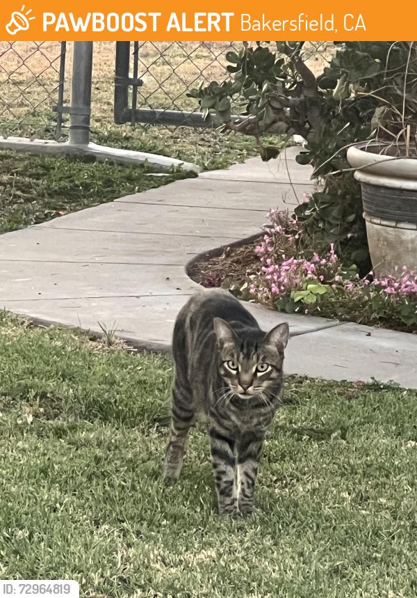 Found/Stray Unknown Cat last seen Near Beale Park , Bakersfield, CA 93304