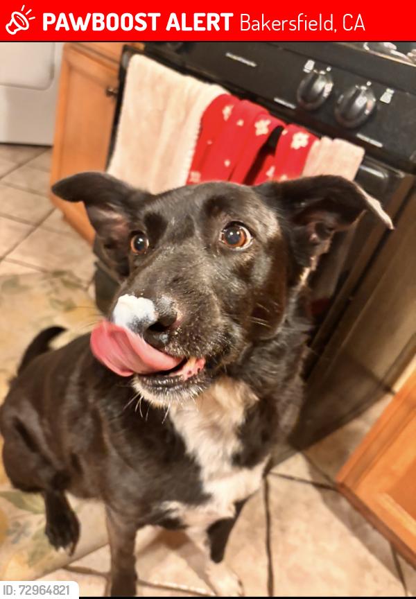 Lost Female Dog last seen Panama Lane and Wible Rd , Bakersfield, CA 93304