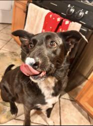 Lost Female Dog last seen Panama Lane and Wible Rd , Bakersfield, CA 93304