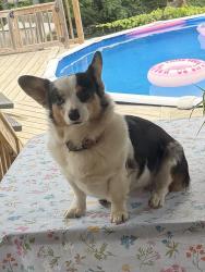 Lost Female Dog last seen Colonial dr and Chapman Hwy, Knoxville, TN 37920