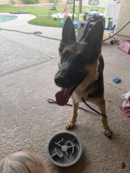 Found/Stray Unknown Dog last seen Sloan and stewert, Sunrise Manor, NV 89110