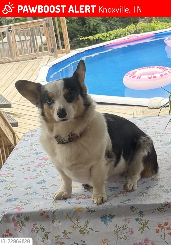 Lost Female Dog last seen Colonial dr and Chapman Hwy, Knoxville, TN 37920