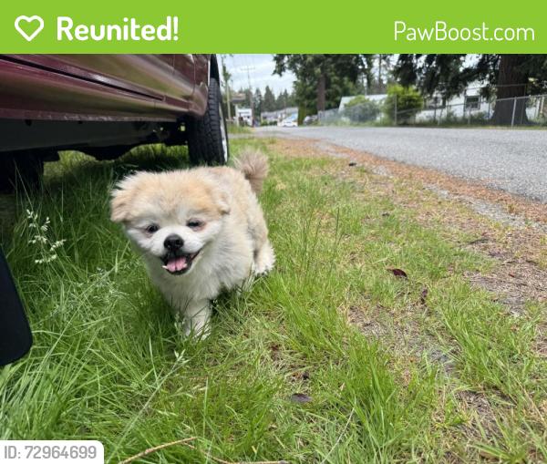 Reunited Male Dog last seen Century park, Everett, WA 98203