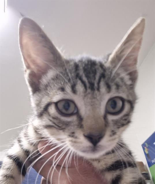 Shelter Stray Male Cat last seen Near BLOCK SAMMONS AVE, BAKERSFIELD CA 93307, Bakersfield, CA 93308