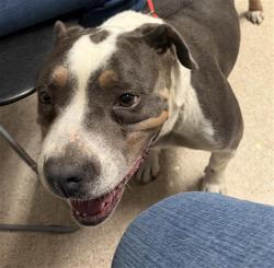 Shelter Stray Female Dog last seen Near BLOCK E BELLE TERRACE, BAKERSFIELD CA 93307, Bakersfield, CA 93308