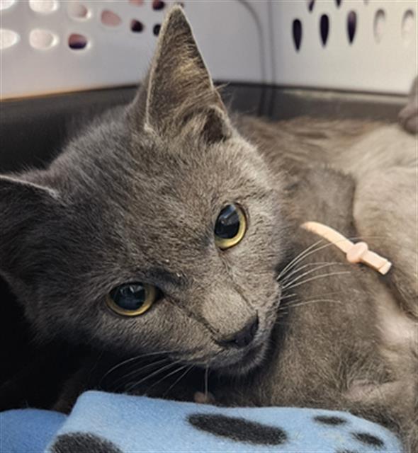Shelter Stray Female Cat last seen Near BLOCK CANNON ST, BAKERSFIELD CA 93314, Bakersfield, CA 93308