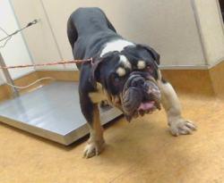 Shelter Stray Male Dog last seen GREENBACK LN/ I80 EB, 95841, Sacramento, CA 95827