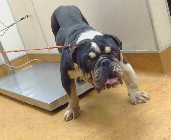 Shelter Stray Male Dog last seen GREENBACK LN/ I80 EB, 95841, Sacramento, CA 95827