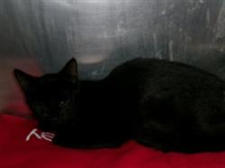 Shelter Stray Female Cat last seen , Los Angeles, CA 91405