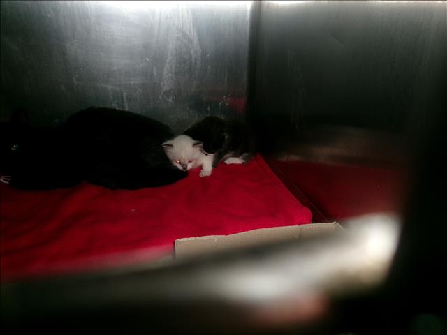 Shelter Stray Unknown Cat last seen , Los Angeles, CA 91405