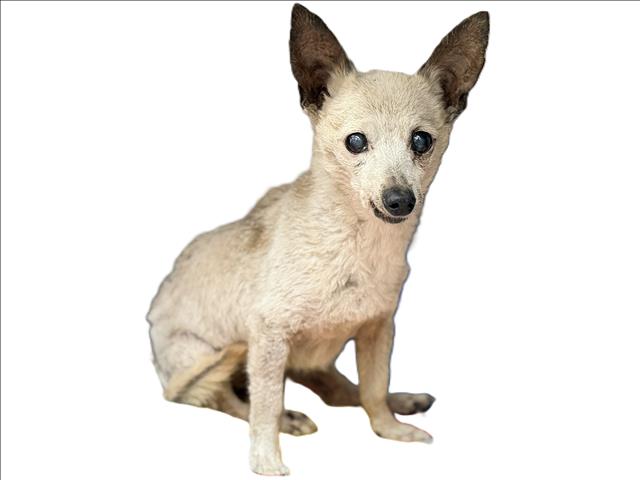 Shelter Stray Male Dog last seen , Los Angeles, CA 90031