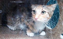 Shelter Stray Female Cat last seen , Downey, CA 90242