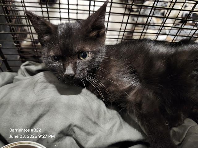 Shelter Stray Female Cat last seen SAMS DR AND LEAH DR, San Antonio, TX 78227