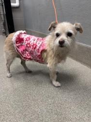 Shelter Stray Female Dog last seen E HACIENDA AVE | ESCONDIDO ST, Las Vegas, NV 89101