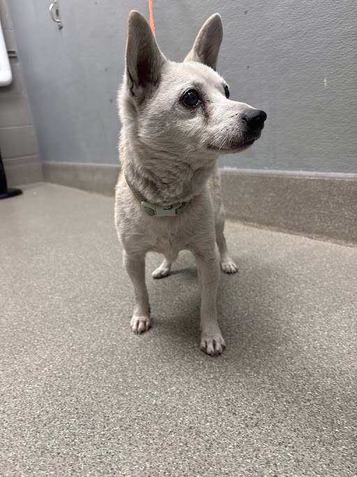 Shelter Stray Male Dog last seen N JONES BLVD | SMOKE RANCH RD, Las Vegas, NV 89101