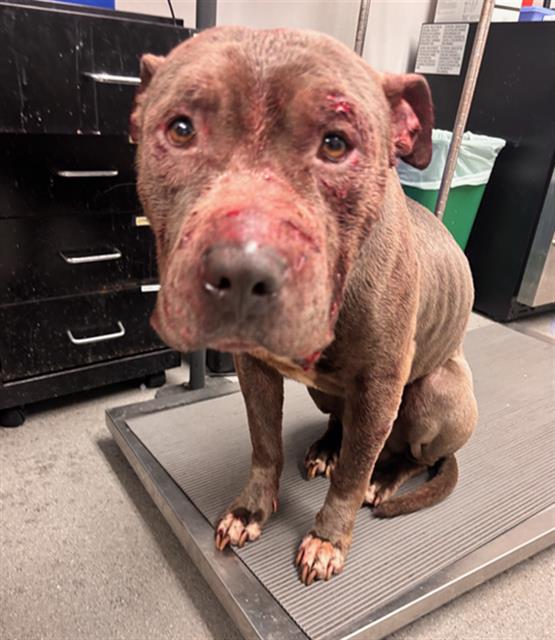 Shelter Stray Male Dog last seen ARBALLO X GONZALEZ, San Francisco, CA 94103
